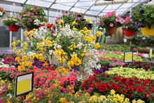 Large Greenhouse With Beautiful Flowers And Plants For Sale In T