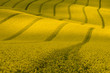Wavy yellow rapeseed field with stripes and wavy abstract landscape pattern. Corduroy summer rural landscape in yellow tones. Yellow moravian undulating fields of crops.  Yellow Background texture.