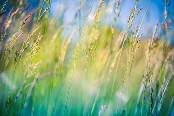 Beautiful nature background. Natural view spring summer flower blooming in the garden green grass background. Sunny day zen garden colorful nature background