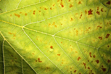 Canvas Print - leaf background