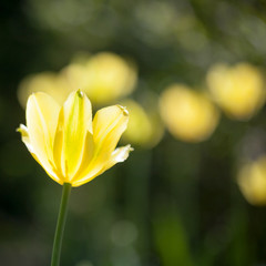 Sticker - Yellow tulips