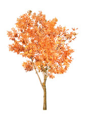Canvas Print - one orange autumn tree isolated on white