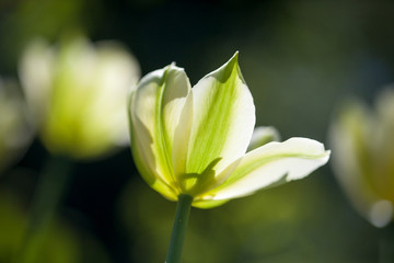 Sticker - Yellow tulips