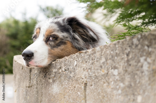 Fotografía chien abandonné abandonner triste abandon famille accueil regard gentil animal c