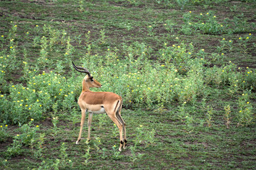 african antelope, impala
