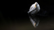 © Roland Albanese - Great white Egret in water