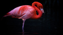 Flamingo Standing In Water