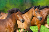 Fototapeta  - Horses portrait in motion in herd