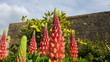 Colourful group of lupins with blurry background in walled garden