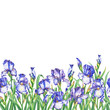 Floral seamless border with flowering violet irises, on white background. Panoramic horizontal view. Isolated watercolor hand drawn painting illustration. Design for fabric, wrap paper or wallpaper.