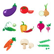 Set of vegetables, colorful vector illustration