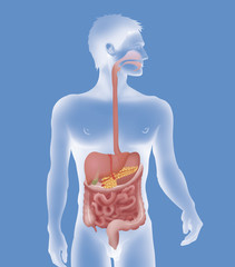 Wall Mural - Digestive system, illustration