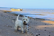 Westie Playing