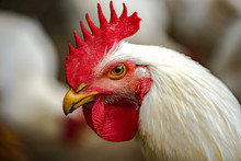 White Chicken Portrait On A Farm