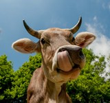 Fototapeta Zwierzęta - cow
