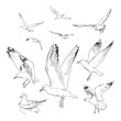Sketch of flying seagulls.