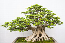 Exotic Bonsai Trees Cultivated For Decoration