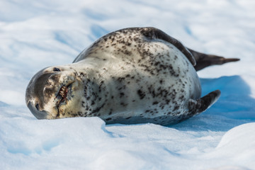 Wall Mural - Leopard seal on ice flow in Antarctica