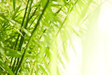 Fototapeta Sypialnia - Green bamboo background