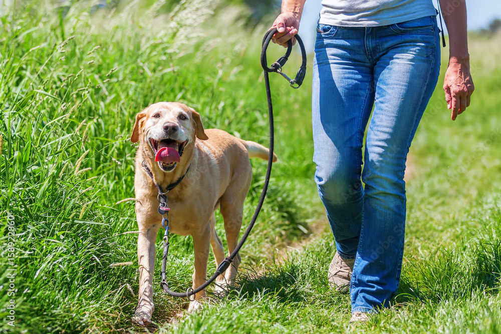mature woman hiking with dog in the landscape Stock Photo | Adobe Stock
