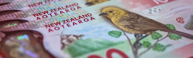 Wall Mural - New Zealand money or currency