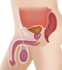 Sticker - Male genital system, drawing