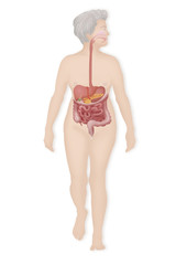 Wall Mural - Digestive system, illustration