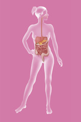 Wall Mural - Digestive system, illustration