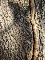 Bark of tree