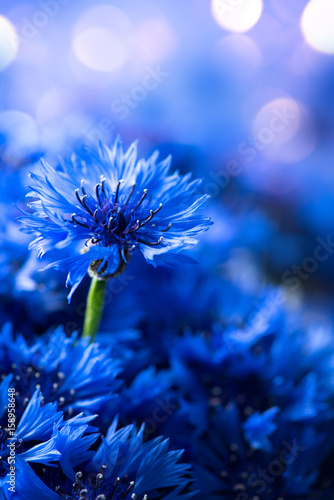 Cornflowers. Wild Blue Flowers Blooming. Border Art Design background. Closeu...