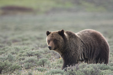 grizzly bear in sagebrush
