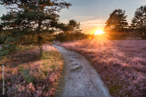 Fotografía Lüneburger Heide, Sonneuntergang