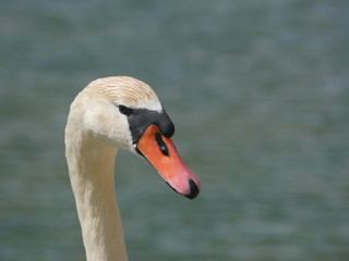 Wall Mural - portrait of a swan