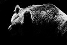 Bear Silhouette - Black And White Animals Portraits