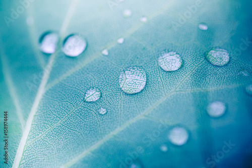 zielony-lisc-opuszcza-tla-pojecia-swiezej-trawy-w-ranek-rosie-z-defocus-bokeh-tlem