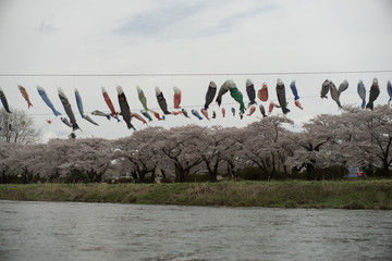 carp streamer with cherry 