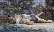 Young Male African Lion Laying On The Rock