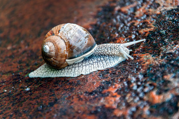 The snail crawls along the rusty sheet of metal