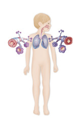 Sticker - Depiction of a healthy bronchial tube (left) and a bronchial tube during an asthma attack (right)