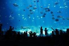 Children Looking At Fish In Huge Aquarium, Activity, Background, Fish Tank, Adventure