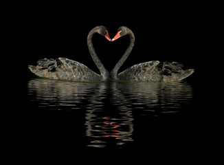 Wall Mural - two black swans on the water