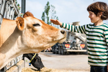 Boy Petting Cow On Organic Dairy Farm