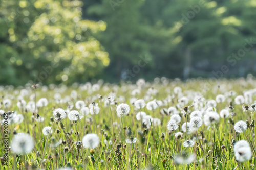 Plakat Dandelion fluff kołysanie się w obszarze trawiastym / sceneria w hokkaidu
