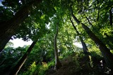 Fototapeta  - 森の木々