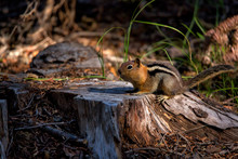 A Little Chipmunk With A Face Full Of Food