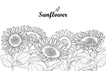 Vector Composition With Outline Open Sunflower Or Helianthus Flower And Leaves Isolated On White Background. Floral Border In Contour Style With Ornate Sunflowers For Summer Design Or Coloring Page.