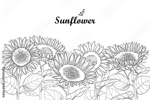Download Vector composition with outline open Sunflower or ...