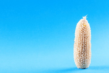 Sticker - Raw corn on a blue background