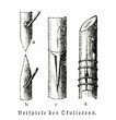 Shield budding (from Meyers Lexikon, 1896, 13/148)