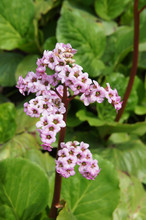 Red Flowers Of Bergenia Crassifolia  Or Eather Bergenia Or Pig Squeak With Green Vertical